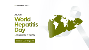 World Hepatitis Day 2026 - Liver Cancer Organoid
