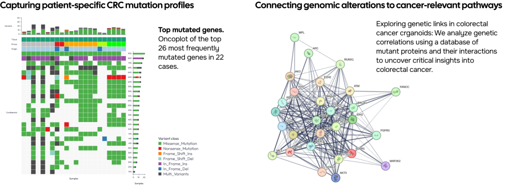 CRC organoids validation - genomic alterations