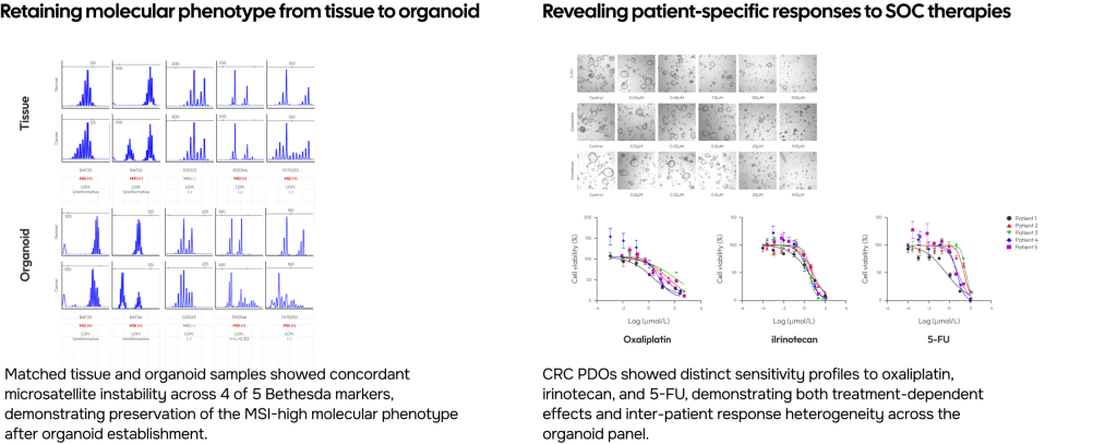CRC Organoids Validation - drug-response profiling