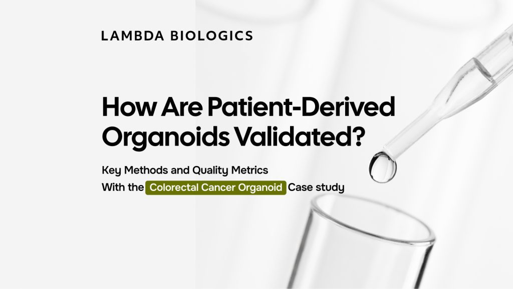 Patient-Derived Organoids Validation for Drug Development