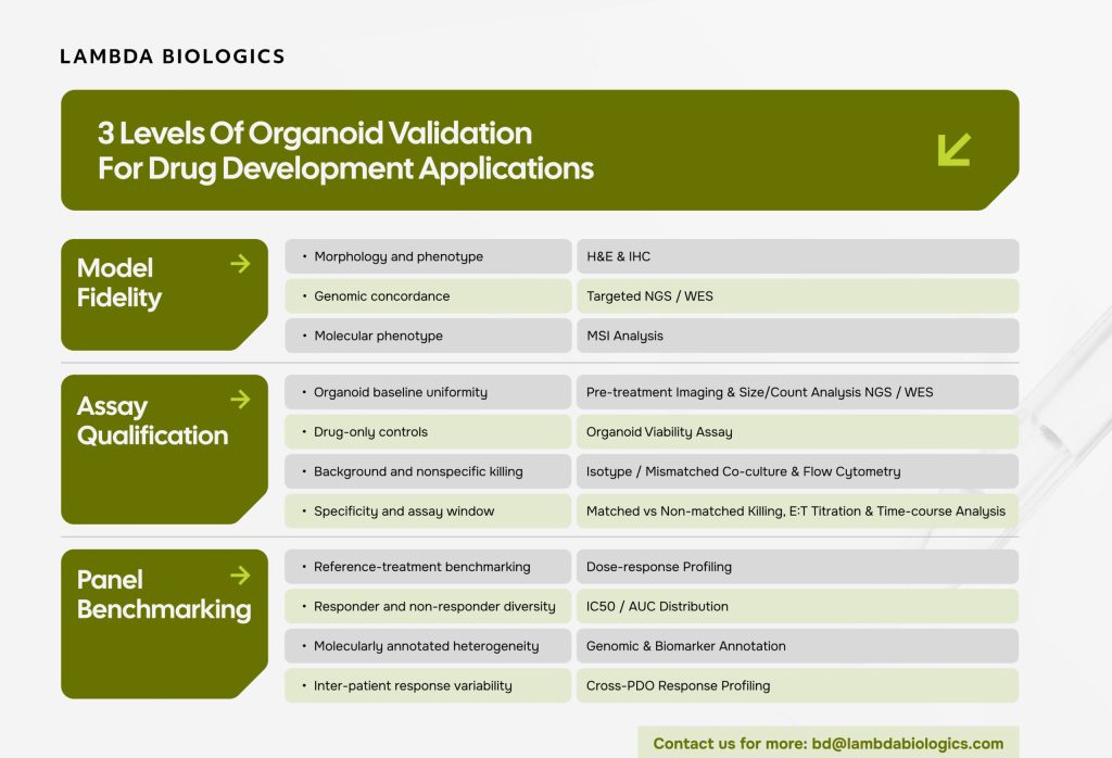 Patient-Derived Organoid Validation
